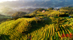 <strong>全面摸底、梳理堵点、明</strong>